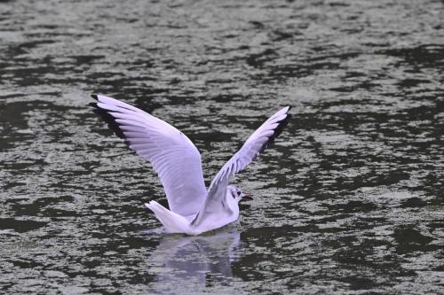 Mouette rieuse