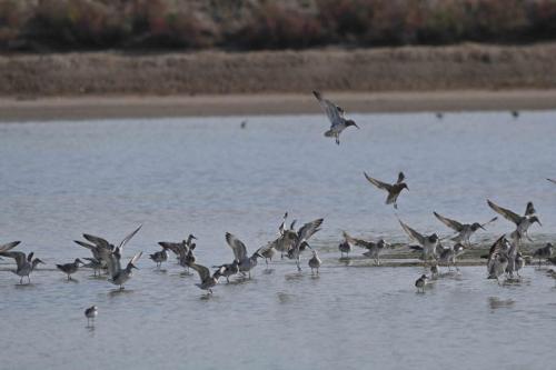 Bécasseaux de l'Anadyr