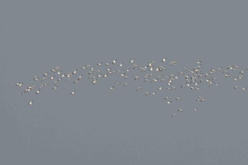 Avocettes élégantes