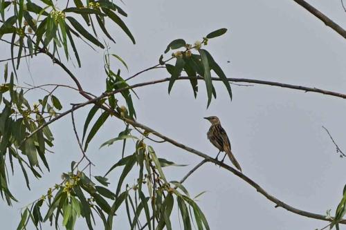 Mégalure des marais