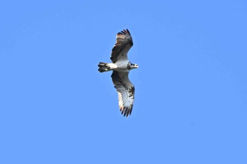 Balbuzard pêcheur