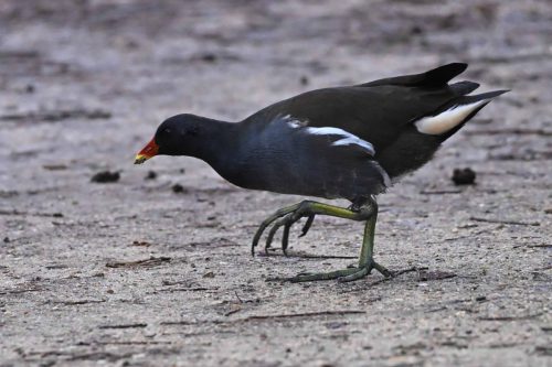 Gallinule poule-d'eau