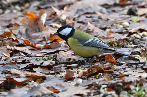 Mésange charbonnière