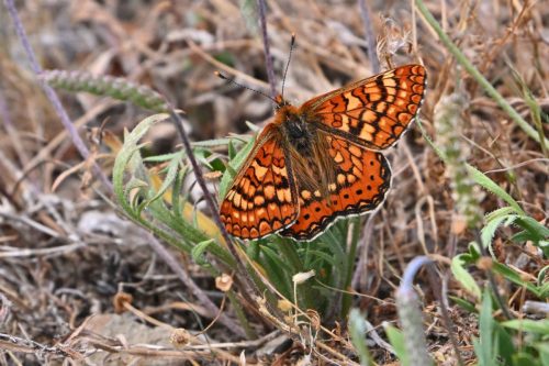 Damier de la succise (Euphydryas aurinia beckeri)