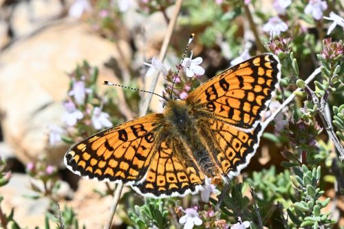 Mélitée du plantain (Melitaea cinxia)