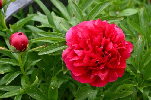Pivoine