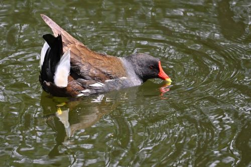 Gallinule poule d'eau