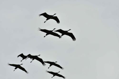 Grues cendrées