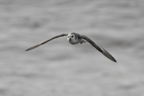 Phalarope à bec large