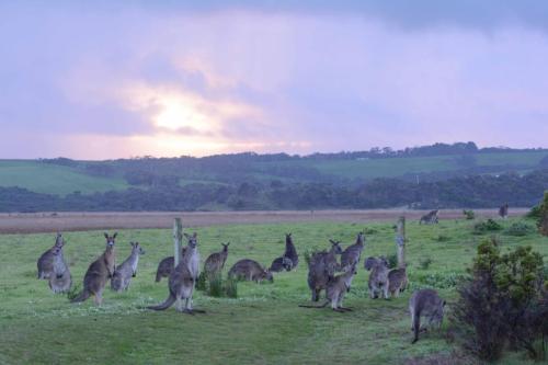 Kangourous dans le camping