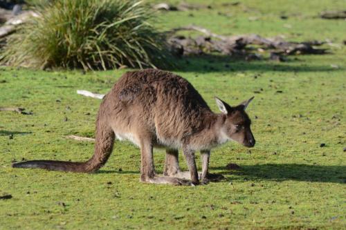 Kangourou