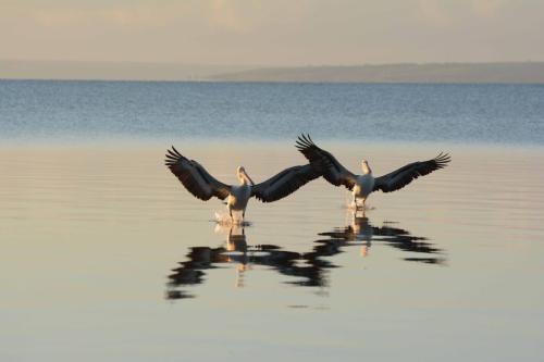 Pélicans à lunettes