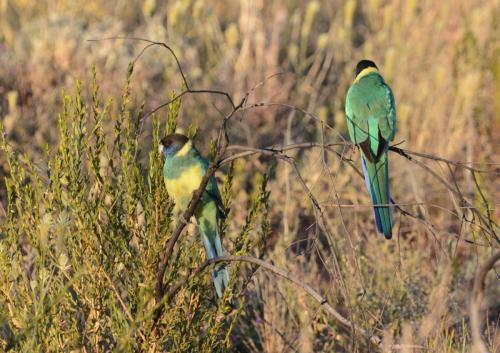 Perruche à collier jaune