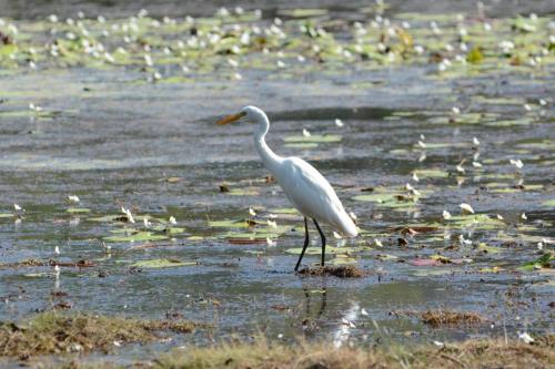 Héron intermédiaire