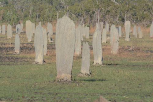 Termitières de termites magnétiques qui construisent sur l'axe nord-sud (parc national de Litchfield) 