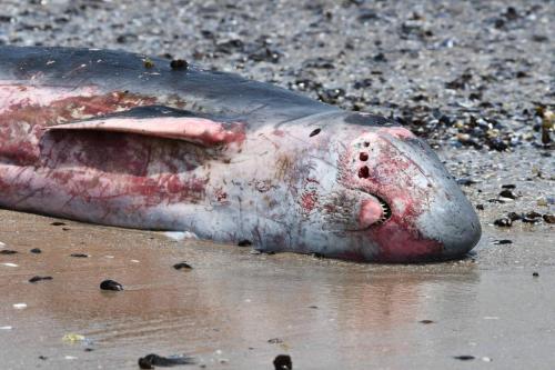 Cachalot nain ou pygmée ?