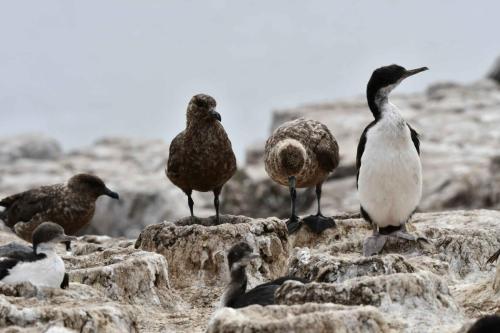 Cormorans impériaux et Labbes antarctiques