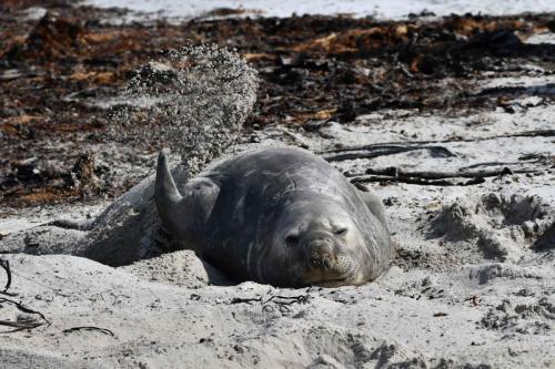 Pour se rafraichir, ils se jettent du sable sur le dos