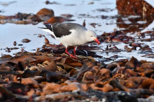 Goéland de Scoresby