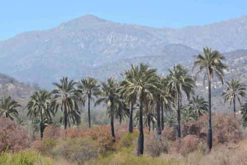 Palmiers du Chili (Jubaea chilensis)