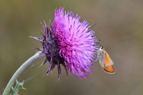 Hespérie de la houque (Thymelicus sylvestris)