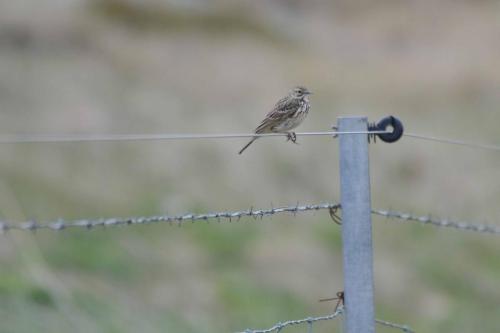 Pipit farlouse