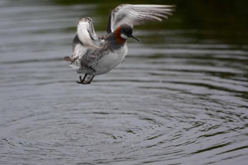 Phalarope à bec étroit