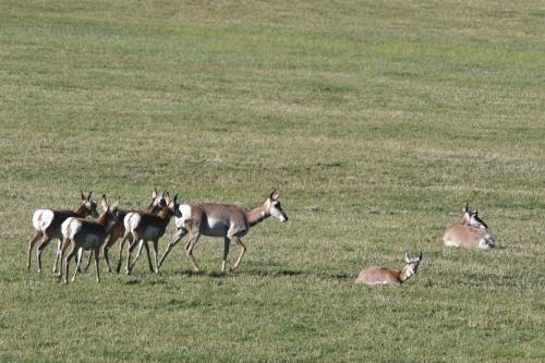 Pronghorns