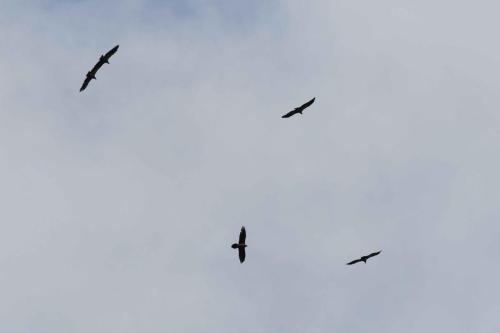 Vautours fauves et Gypaète barbu (en bas à gauche)