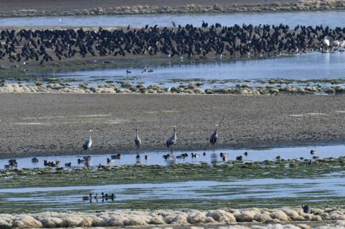 Grues cendrées et grands cormorans sur le lac du Der