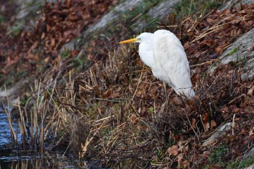 Grande aigrette