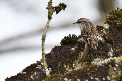 Grimpereau des jardins
