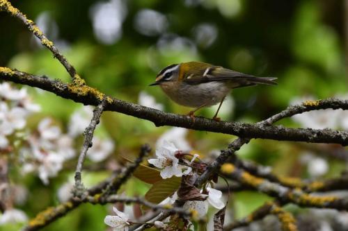 Roitelet à triple bandeau