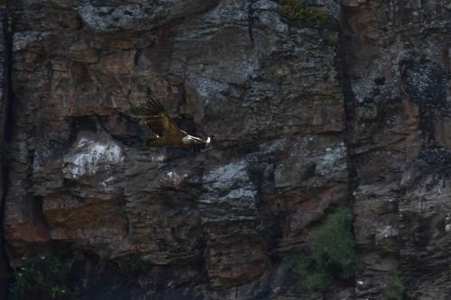 Vautour fauve à La Tajadilla