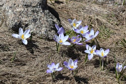 Crocus carpetanus