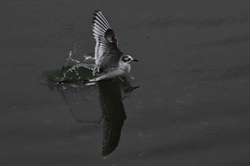 Mouette pygmée (1ère année)