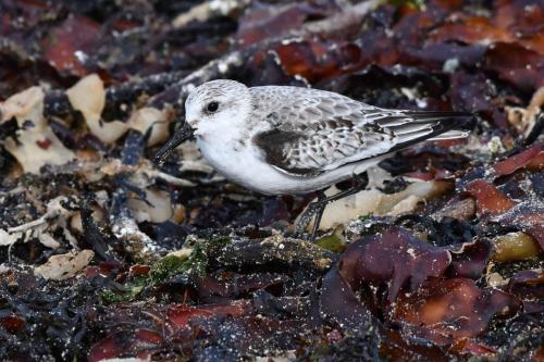 Bécasseau sanderling