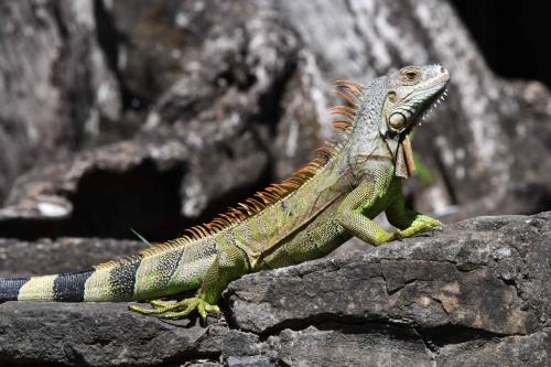 Iguane vert