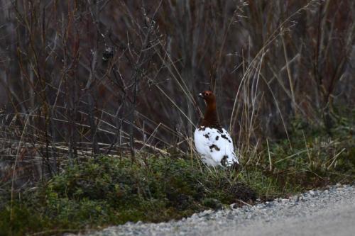 Lagopède des saules (mâle)