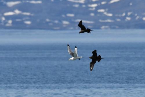 Labbes parasites et mouette tridactyle