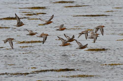 Bécasseaux maubèches
