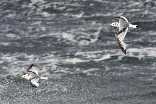 Mouettes tridactyles