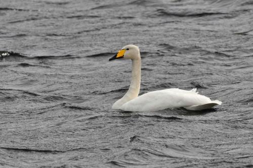 Cygne chanteur