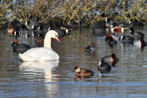 Nette rousse (femelle)