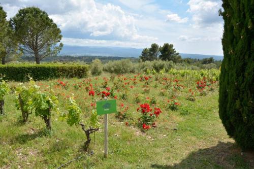 Domaine de Saint Ser Puyloubier