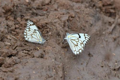 Belenois aurota