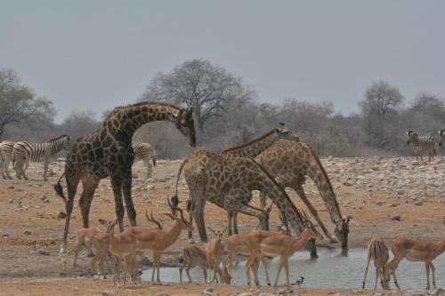 Girafes et impalas à face noire