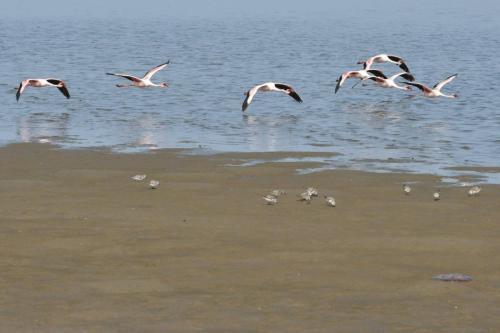Flamants nains, bécasseaux sanderlings
