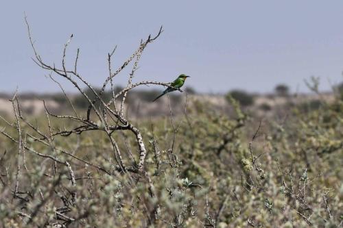 Guêpier à queue d'aronde