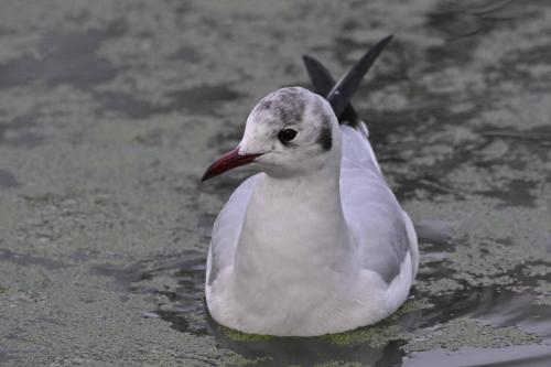 Mouette rieuse